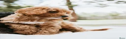 Cavapoo dogs for sale: F1 Miniature Cavapoo Puppies For Sale  in Sittingbourne - Advert 11