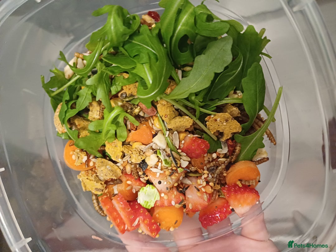 Mouse rodents for sale: Two Lovely Male Mice Looking for a New Home - Advert 3