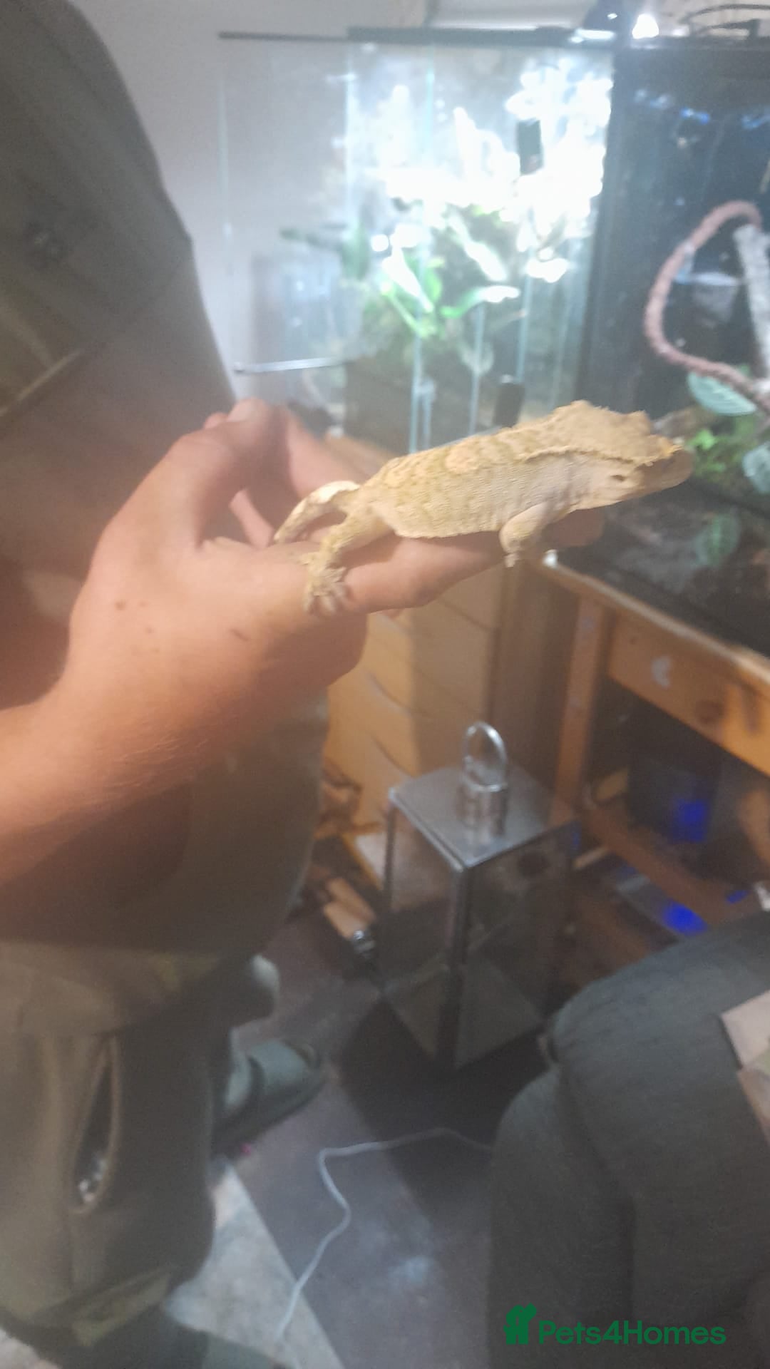 Gecko reptiles for sale: Crested geckos and full set ups  - Image 4