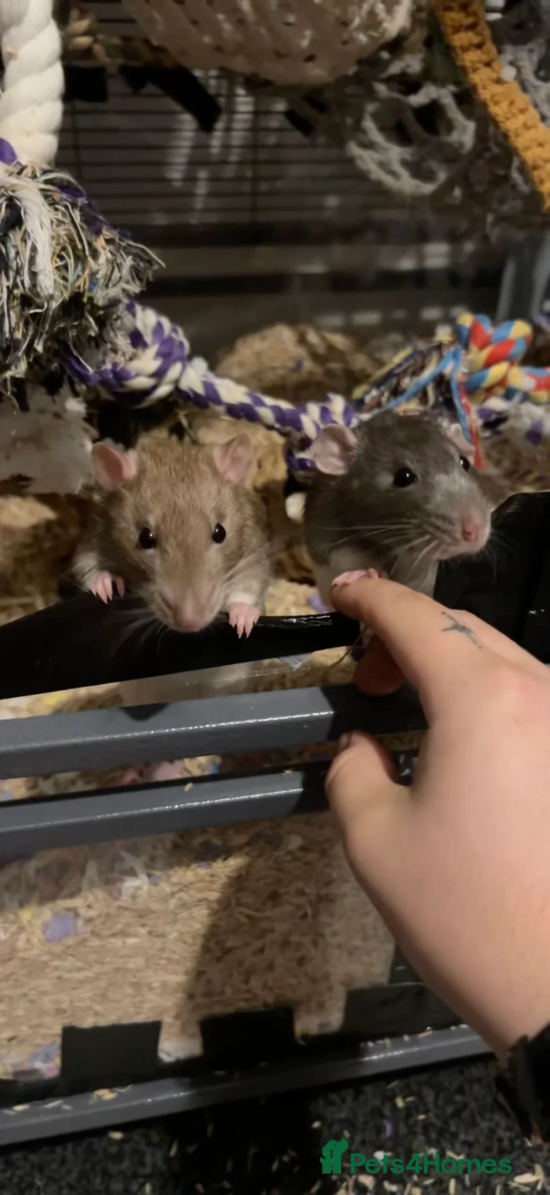 Rat rodents for sale: Two males for rehoming in Plymouth - Advert 1