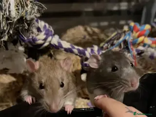 Rat rodents Two males for rehoming in Plymouth - Advert 1