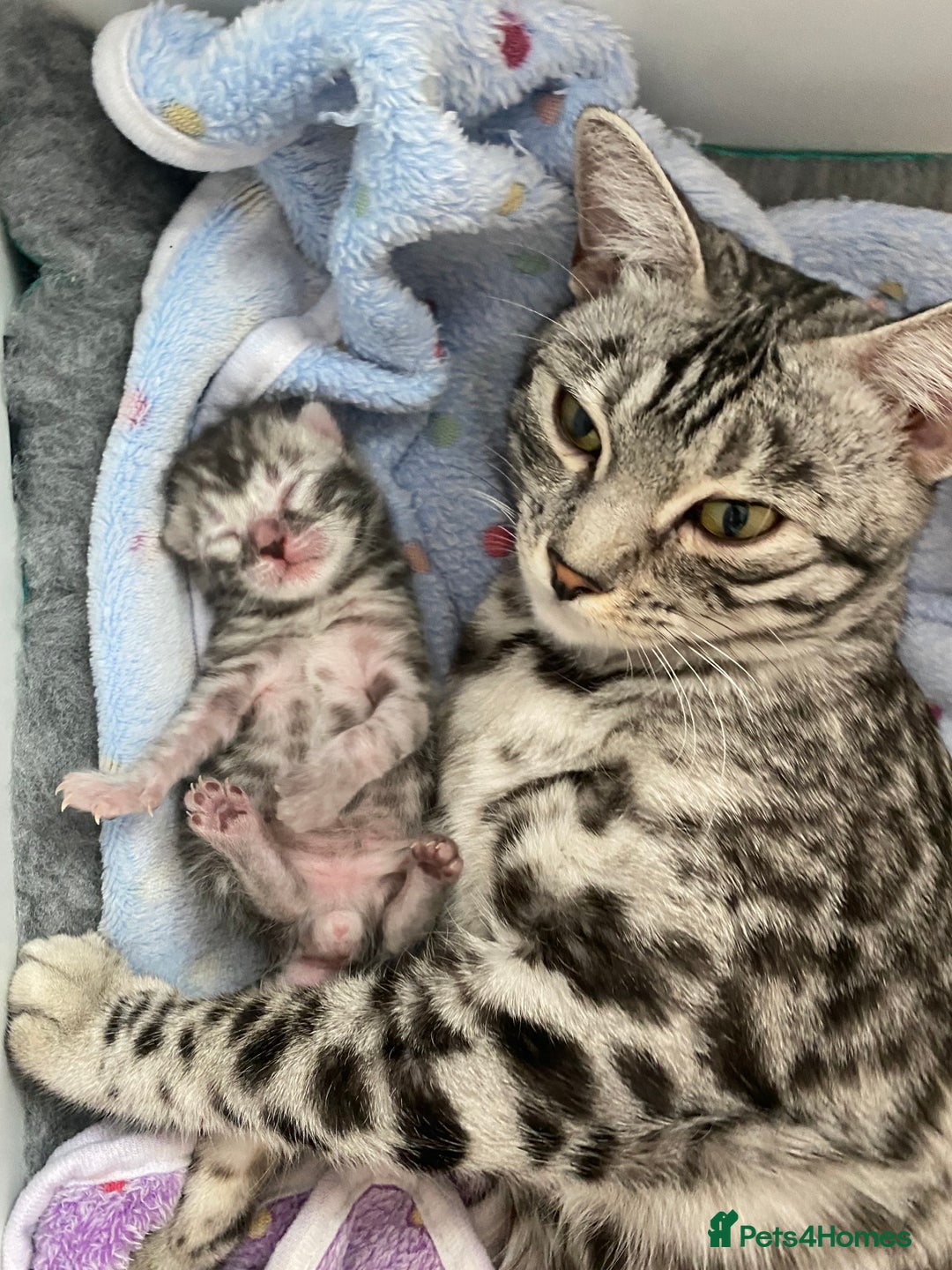 Bengal cats for sale: 💙Stunning Silver Charcoal black spotted tabby  - Advert 18