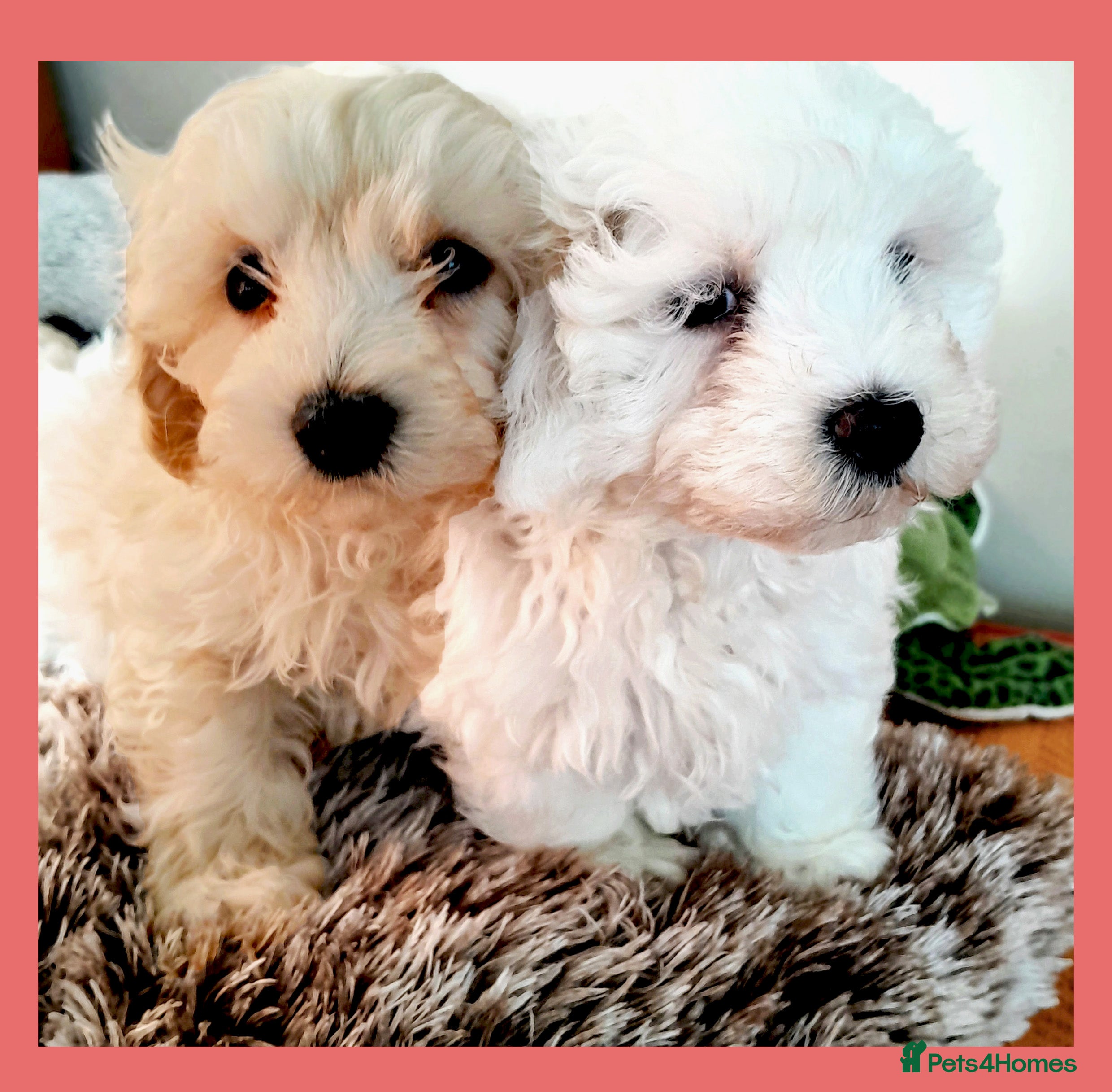 Maltipoo dogs READY FOR NEW HOME F1 HEALTH TESTED TOY MALTIPOO   - Advert 14
