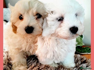 Maltipoo dogs F1 HEALTH TESTED QUALITY TOY MALTIPOO PUPPIES - Advert 2