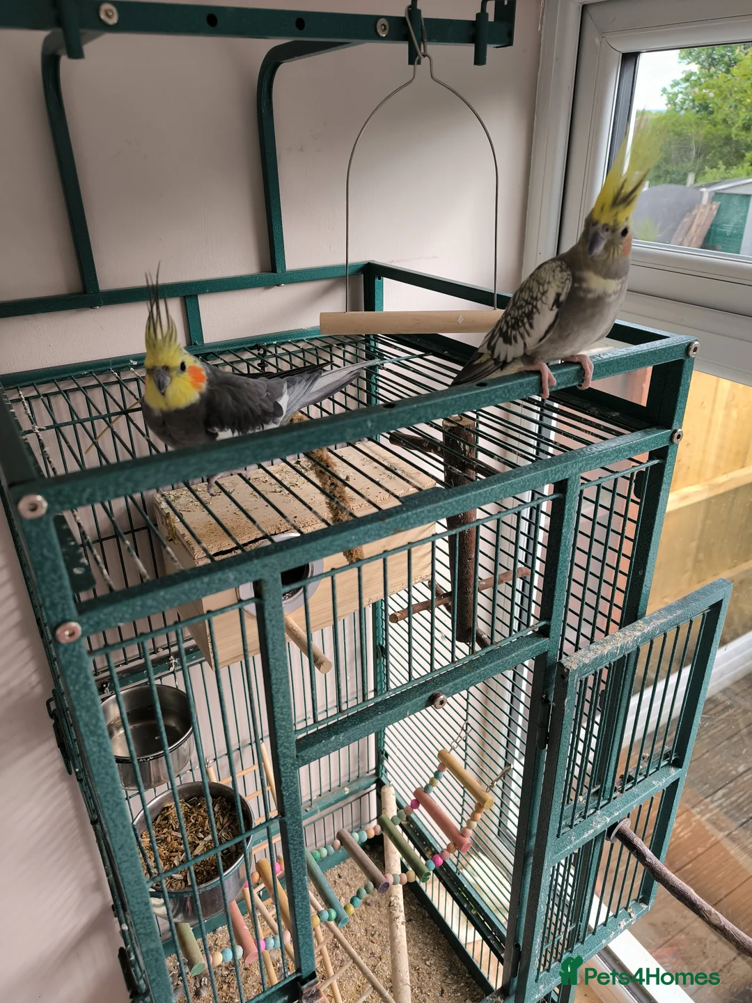Cockatiels birds for sale: Pair of Cockatiel 3-4 years old in Dewsbury - Advert 1