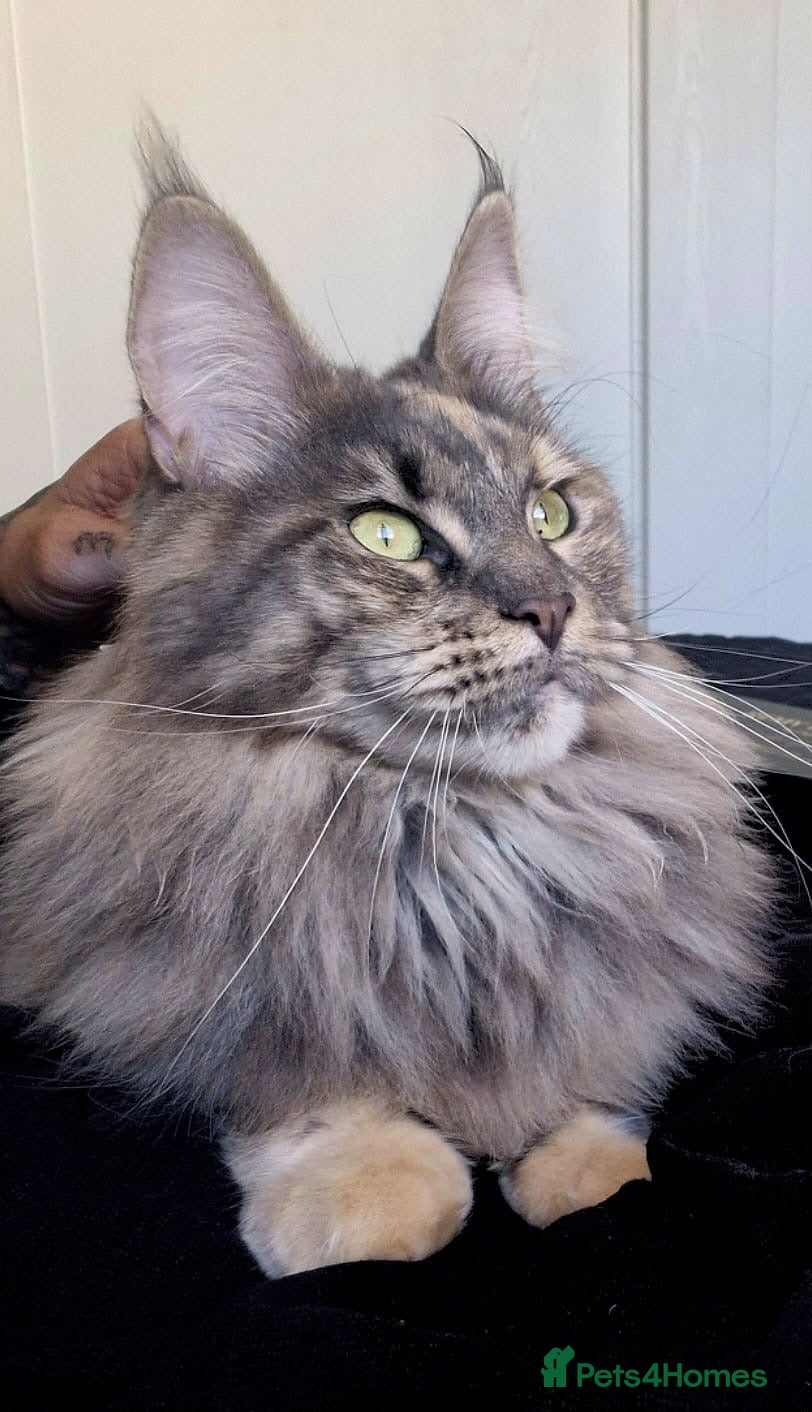Maine Coon cats for sale:  Stunning Pedigree Female Maine Coon  - Advert 1