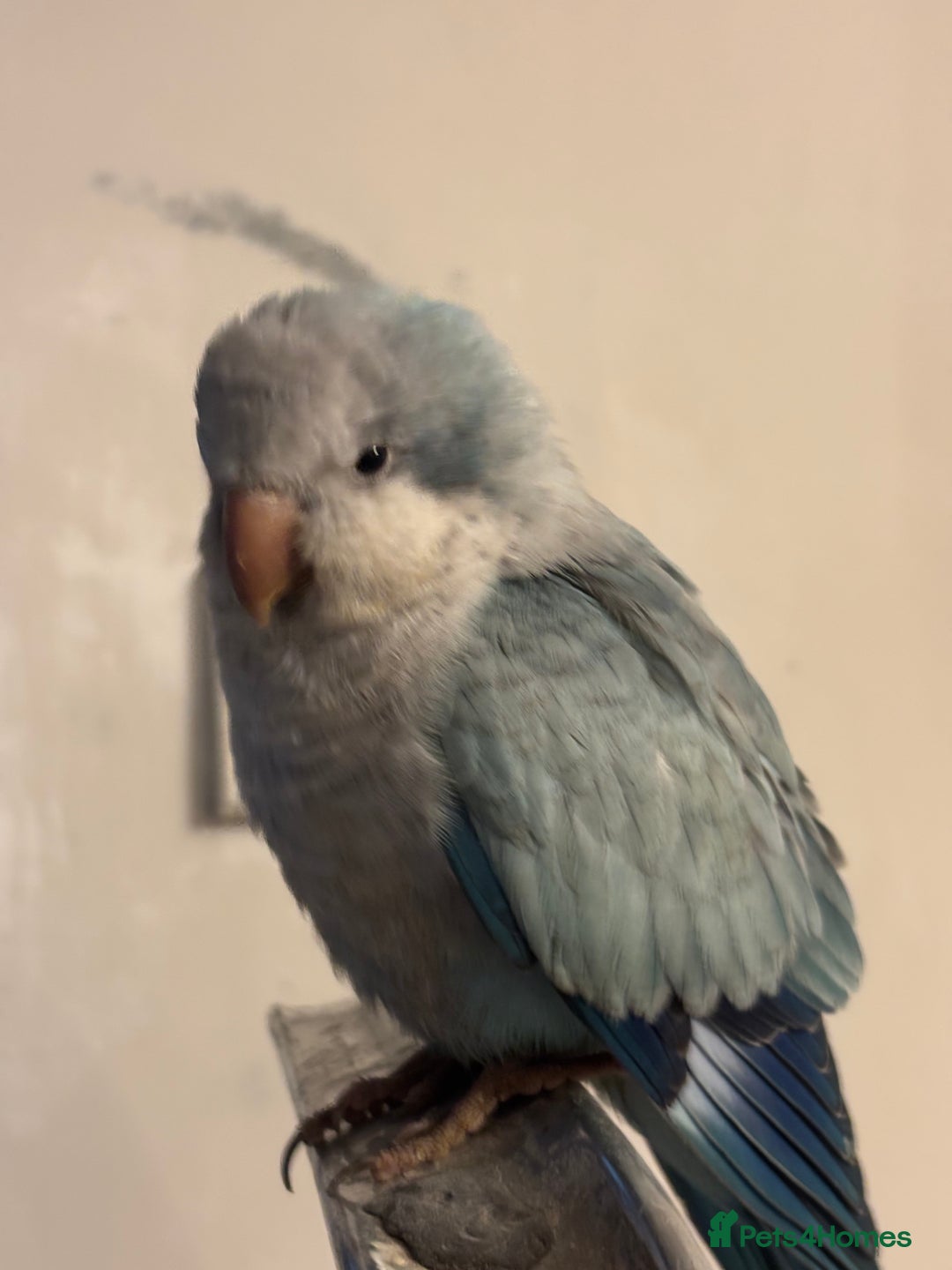 Cockatiels birds for sale: cockatiel and quaker parrot - Advert 6