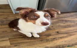 Australian Shepherd dogs for sale: 5 month old Australian Shepard  - Advert 2