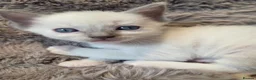 Ragdoll cats for sale:  🏆GCCF REG. EXTENSIVELY TESTED RAGDOLL KITTENS 🌟 - Advert 26