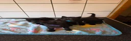 Russian Blue cats for sale: Russian blue x bengal black charcoal male female  - Advert 3