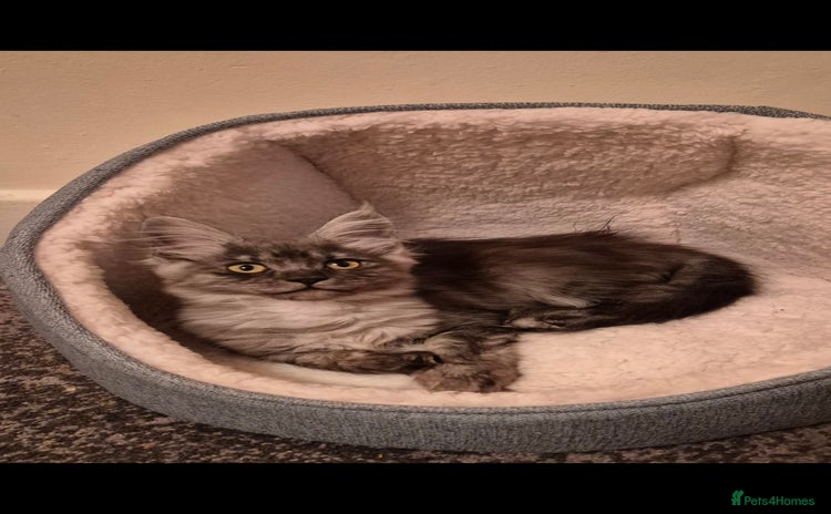 Maine Coon cats - Advert 7