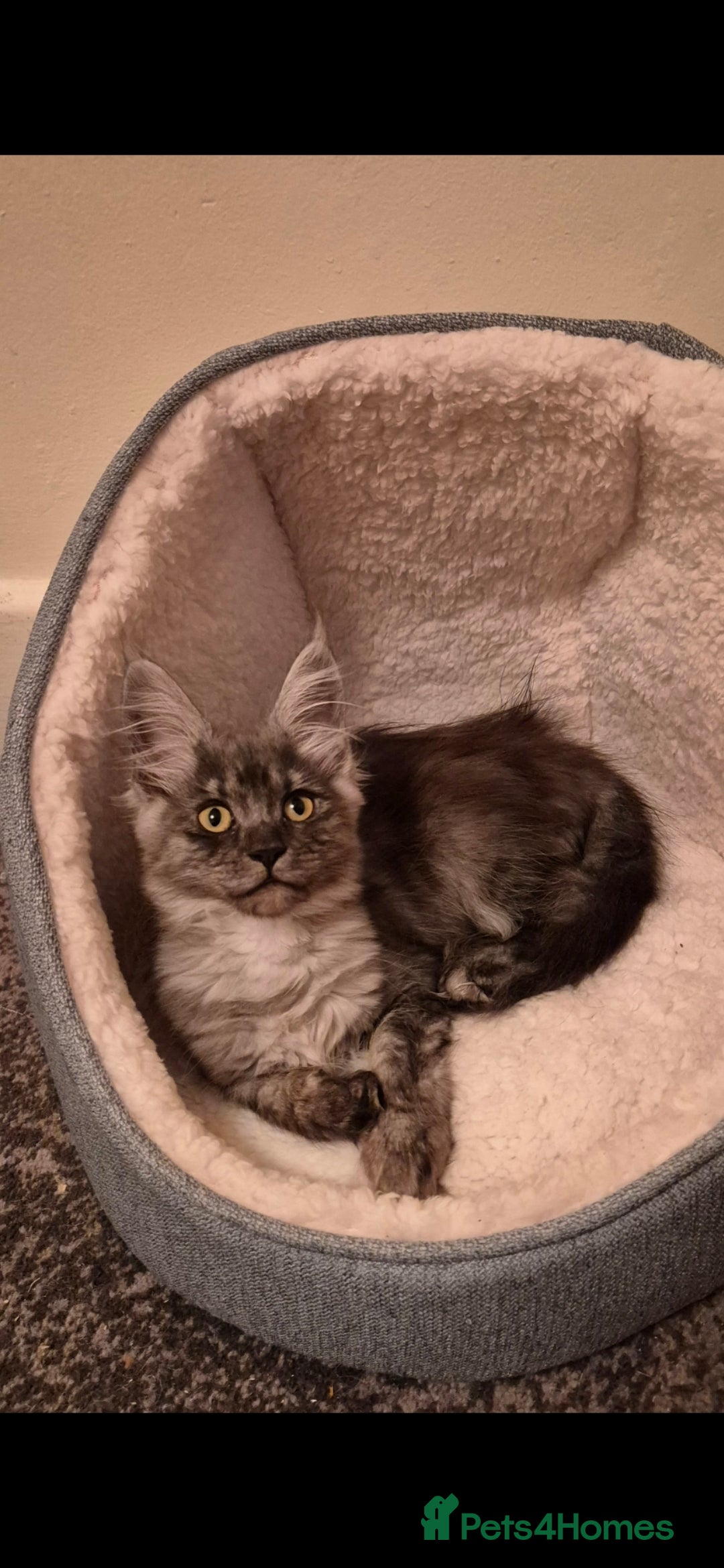 Maine Coon cats for sale: Registered maine coon kittens  - Advert 1