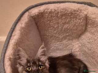 Maine Coon cats - Advert 21