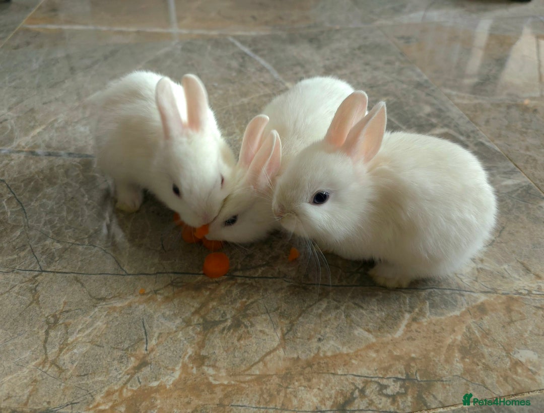 Netherland Dwarf rabbits for sale: Three White Netherland Dwarf Baby Rabbits - Image 8