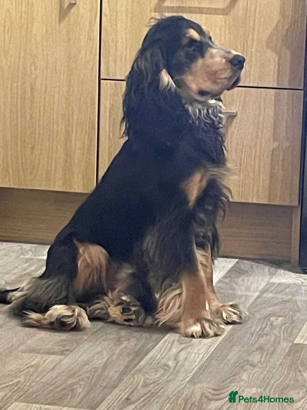 Cocker Spaniel dogs for stud: Show type cocker spaniel in Braintree - Advert 5