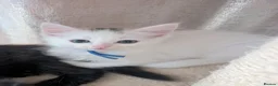 Mixed Breed cats for sale: Beautiful Blue-Eyed Kittens  - Advert 13