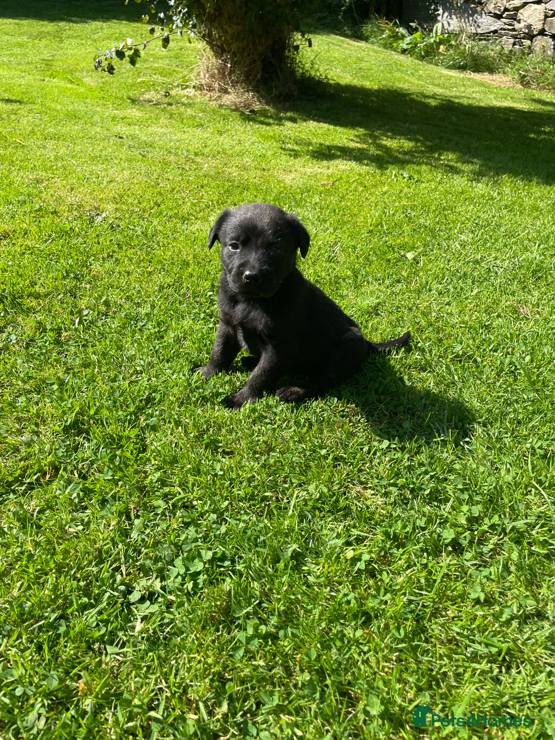 Borador dogs for sale: Lab x collie puppies  - Image 11