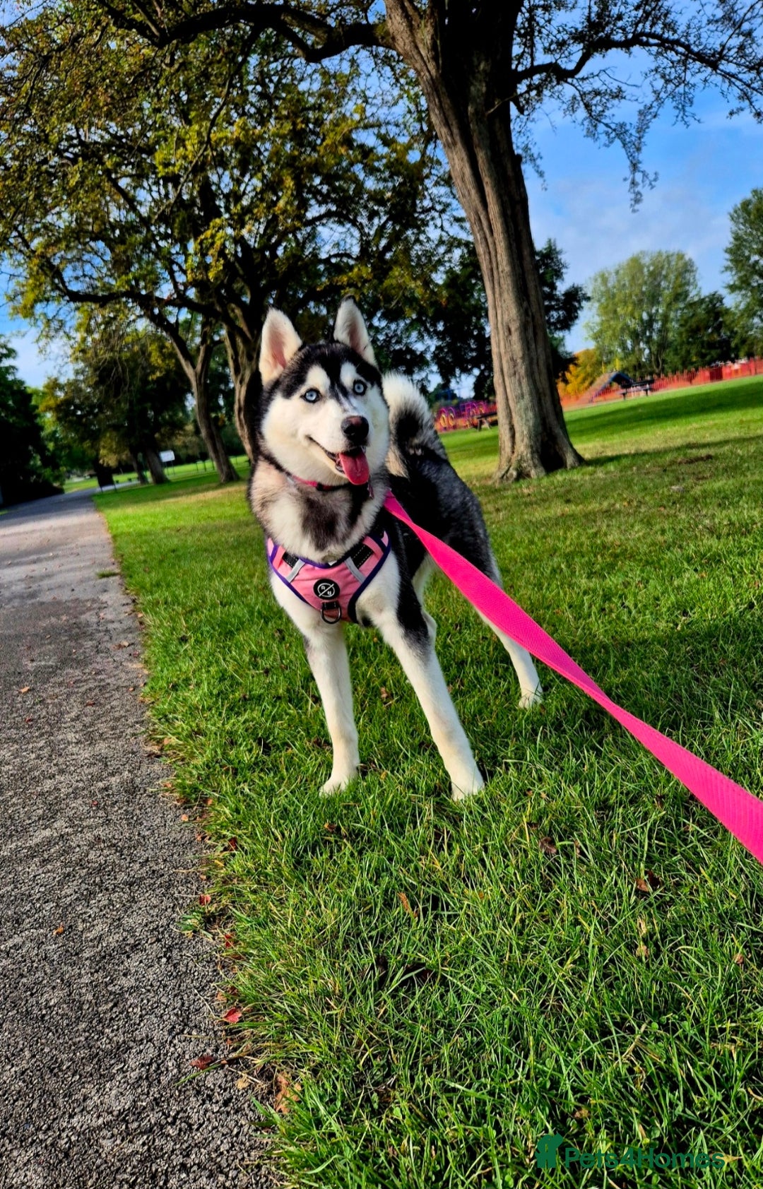 Siberian Husky dogs for sale: Perfect Mini Husky puppies - Image 11