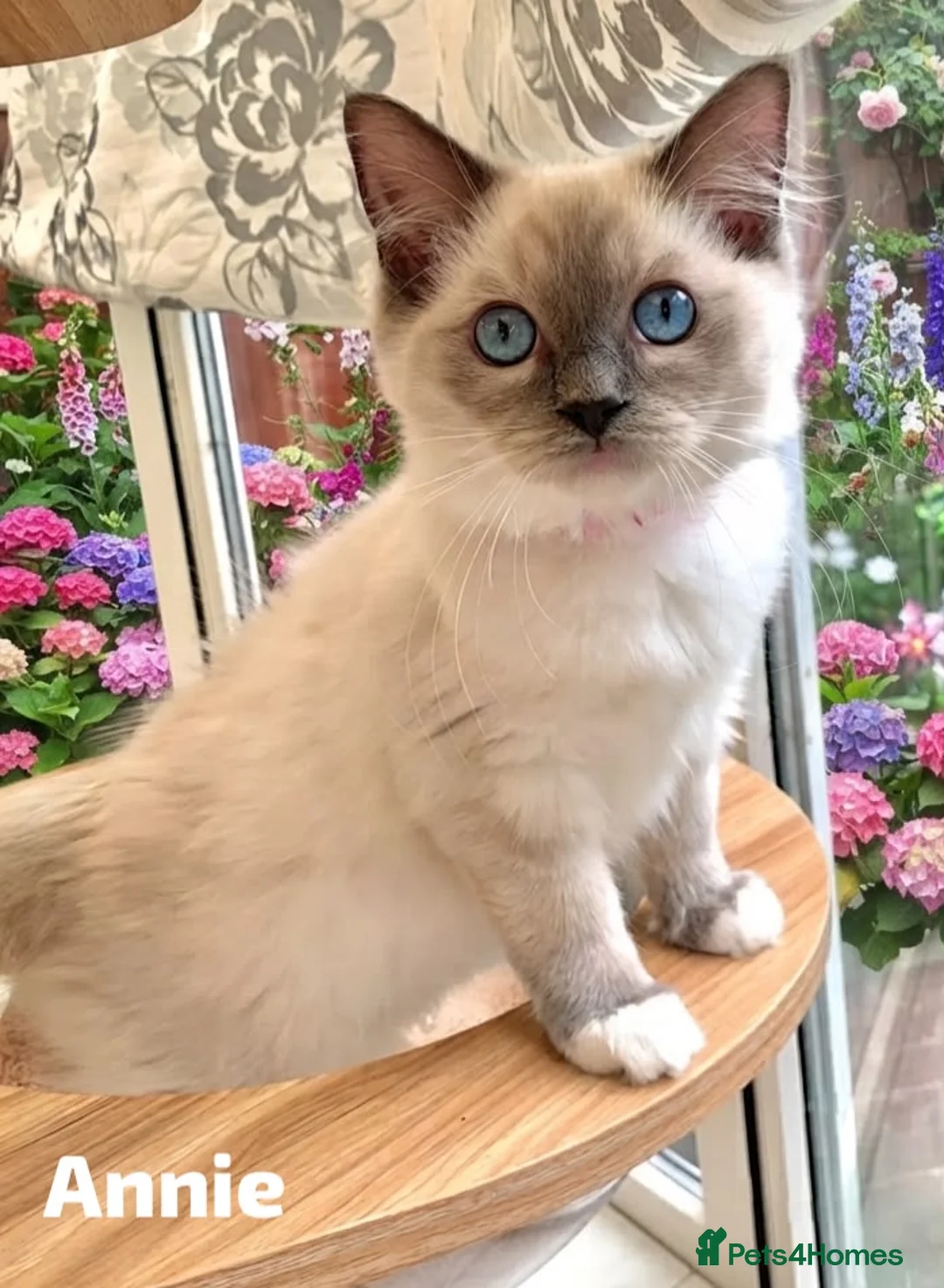 Ragdoll cats for sale: Stunning fluffy blue-point ragdoll female kittens  - Advert 1