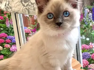 Ragdoll cats Stunning fluffy blue-point ragdoll female kittens - Advert 2