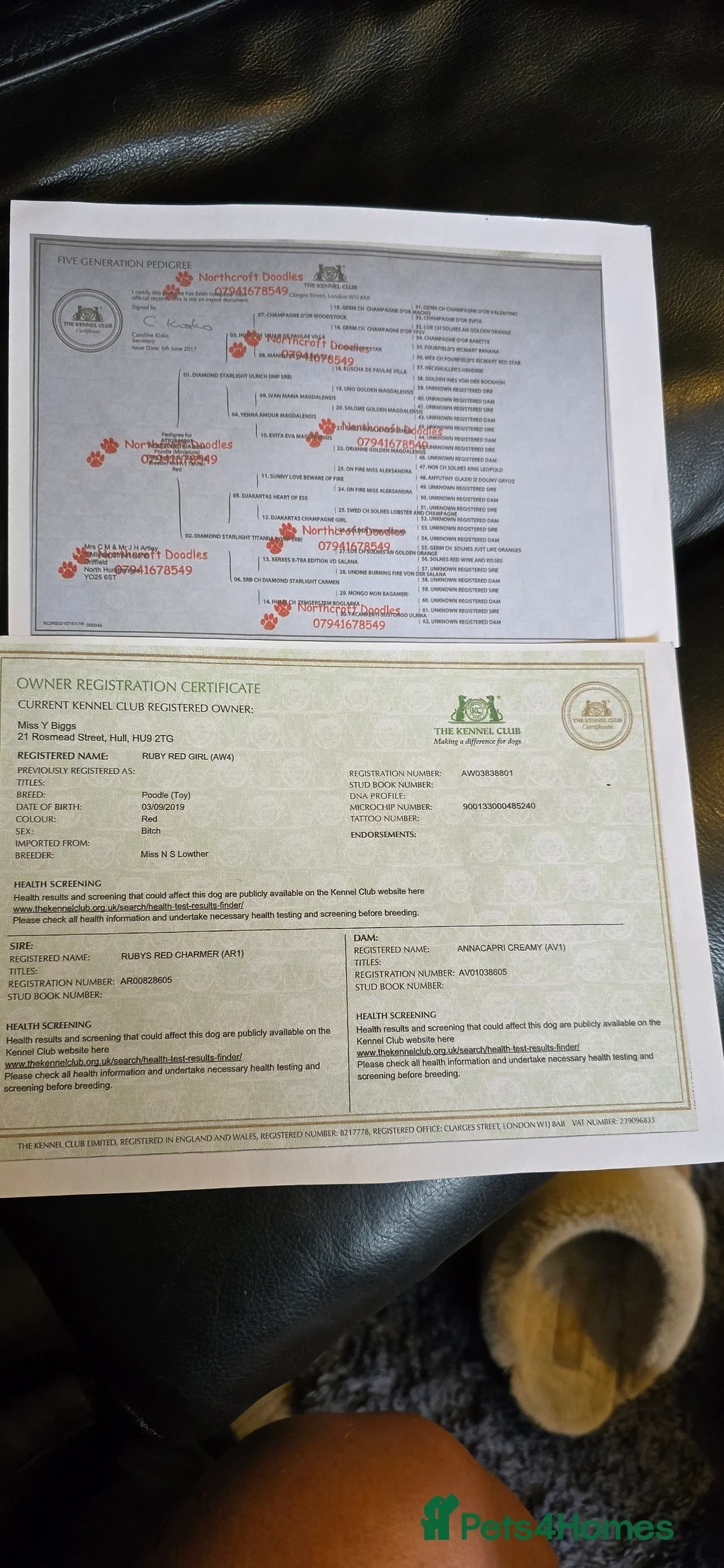 Toy Poodle dogs for stud: toy poodle short notice DNA  tested clear PRA £125 in Nottingham - Advert 18