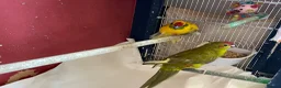 Parakeets birds for sale: Breeding pair of Kakarikis - Advert 3