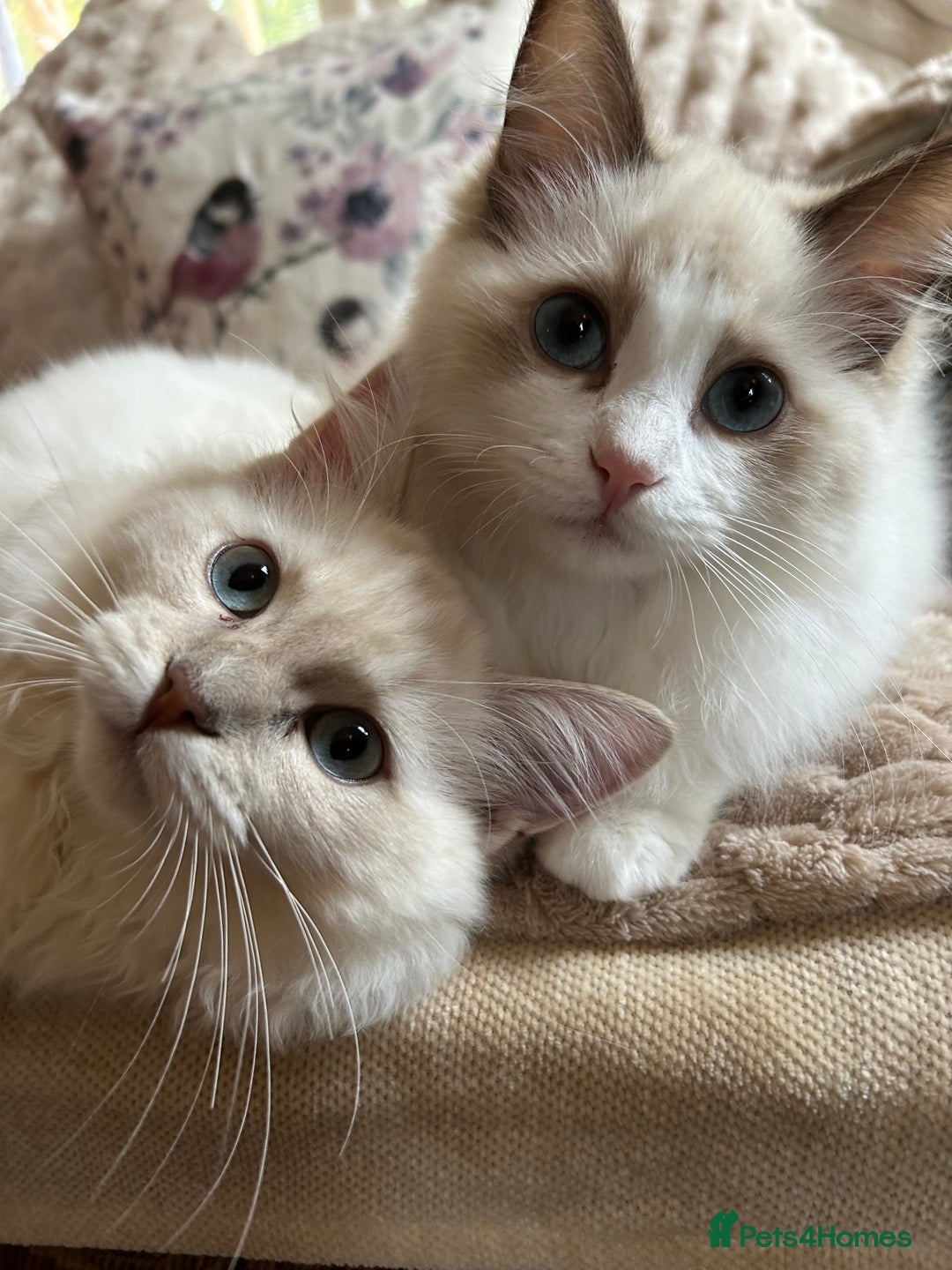 Ragdoll cats for sale: Ragdoll Cherubim Mink Lilac Chocolate TICA - Image 15