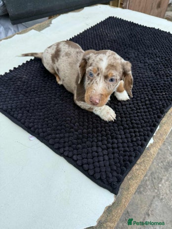 Dachshund dogs - Advert 12