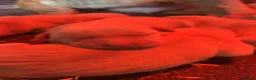 Goldador dogs for sale: Goldador puppies  in Llandeilo - Advert 5
