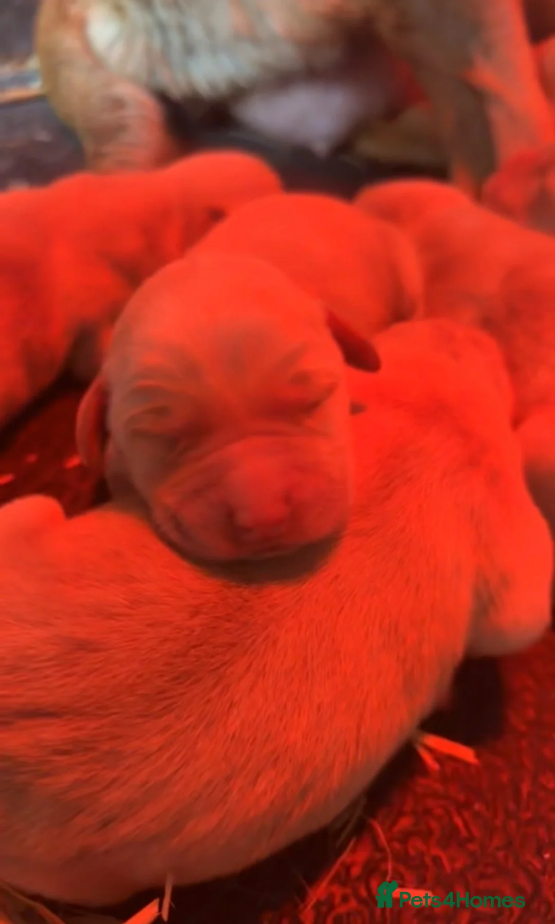 Goldador dogs for sale: Goldador puppies  in Llandeilo - Advert 5