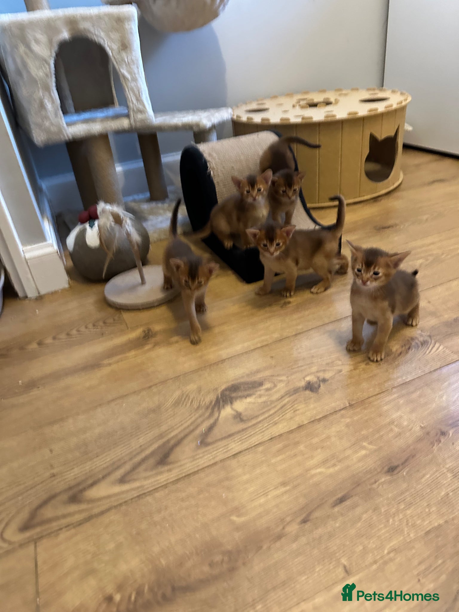 Abyssinian cats Abyssinian kittens  - Advert 1