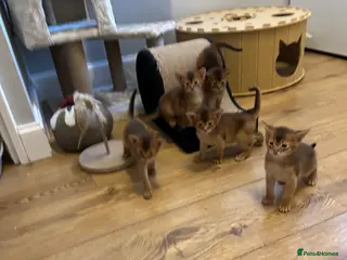 Abyssinian cats Abyssinian kittens - Advert 1