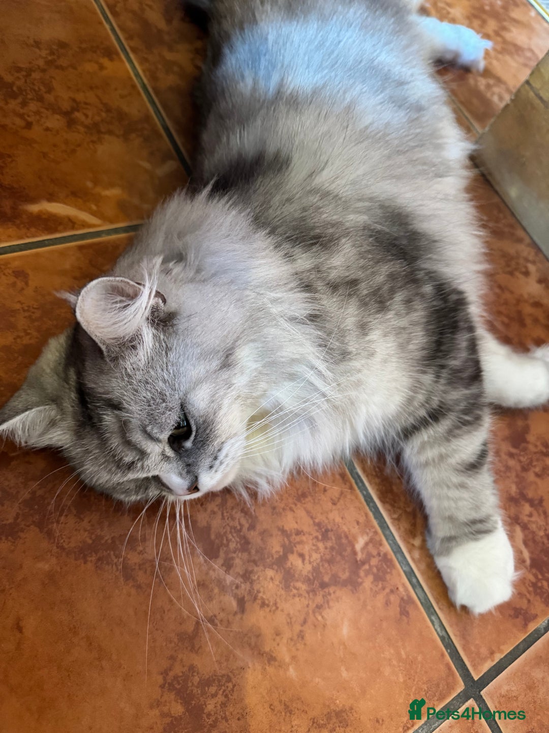 Maine Coon cats for sale: Ciri  - Image 11