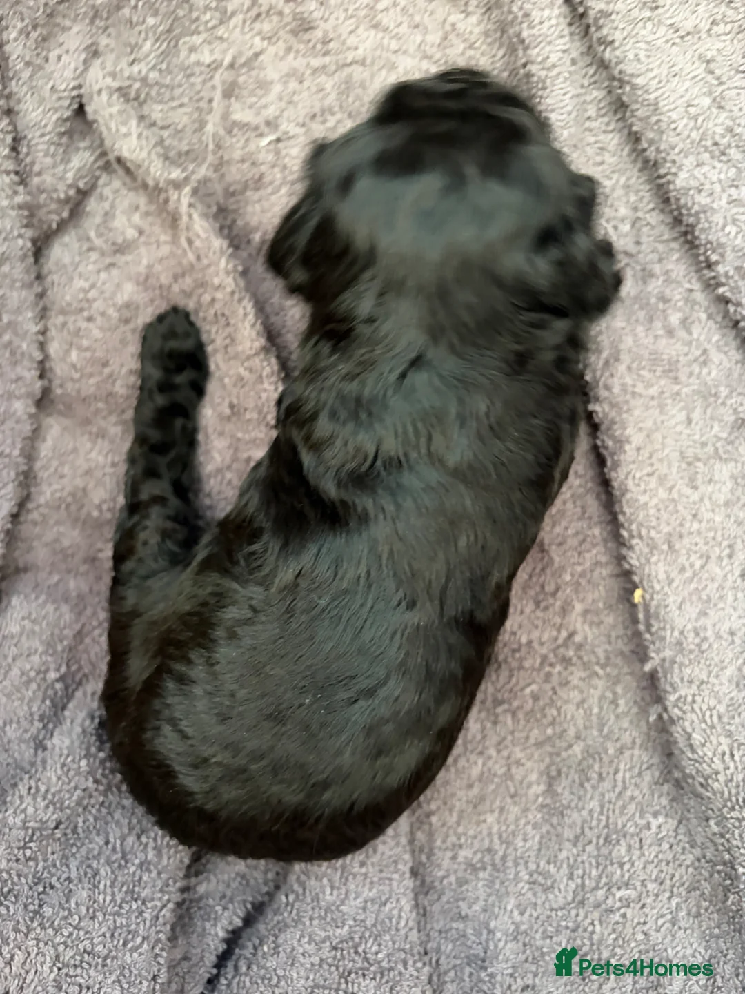 Cavapoo dogs for sale: Cavapoo F1B Blue Merle and Black - Advert 8