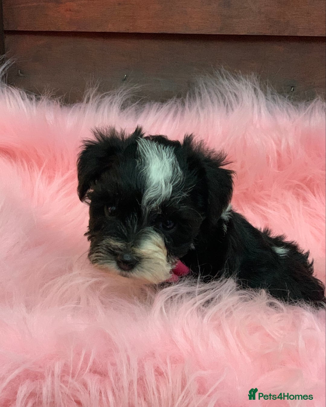 Miniature Schnauzer dogs for sale: 5* LICENSED - KC MINI (TOY) SCHNAUZER CHOCOLATE  - Advert 32
