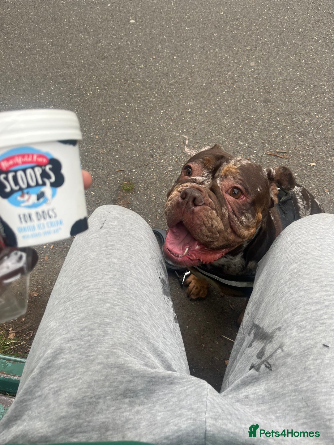 English Bulldog dogs for sale: Rebel  - Advert 1