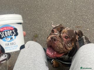 English Bulldog dogs Rebel - Advert 4