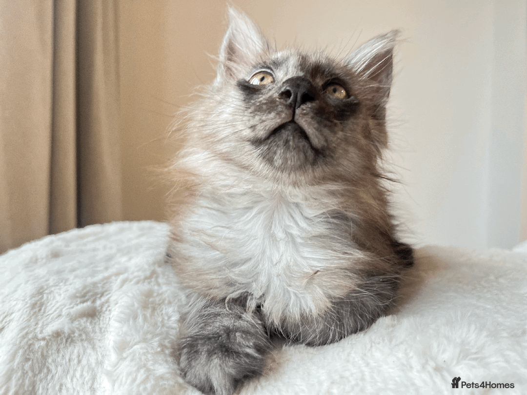 Maine Coon cats for sale: XXL CHAMPION RUSSIAN LINE.MAINE COON KITTENS - Advert 10
