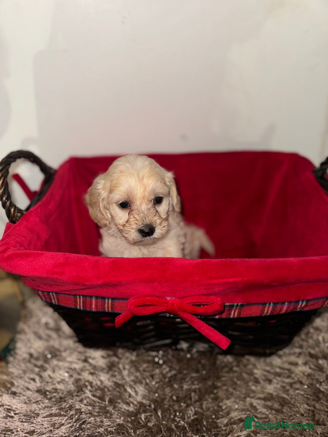 Cockapoo dogs for sale: F1B COCKAPOO PUPPIES FOR SALE - Advert 2