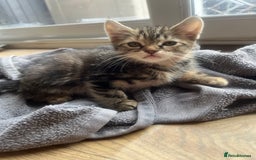 Mixed Breed cats for sale: Kittens  - Image 25