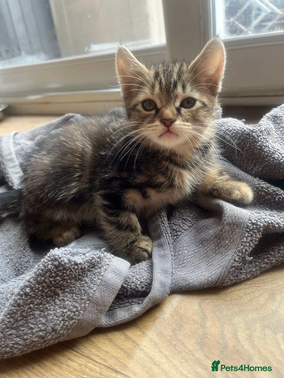 Mixed Breed cats for sale: Kittens  - Image 25