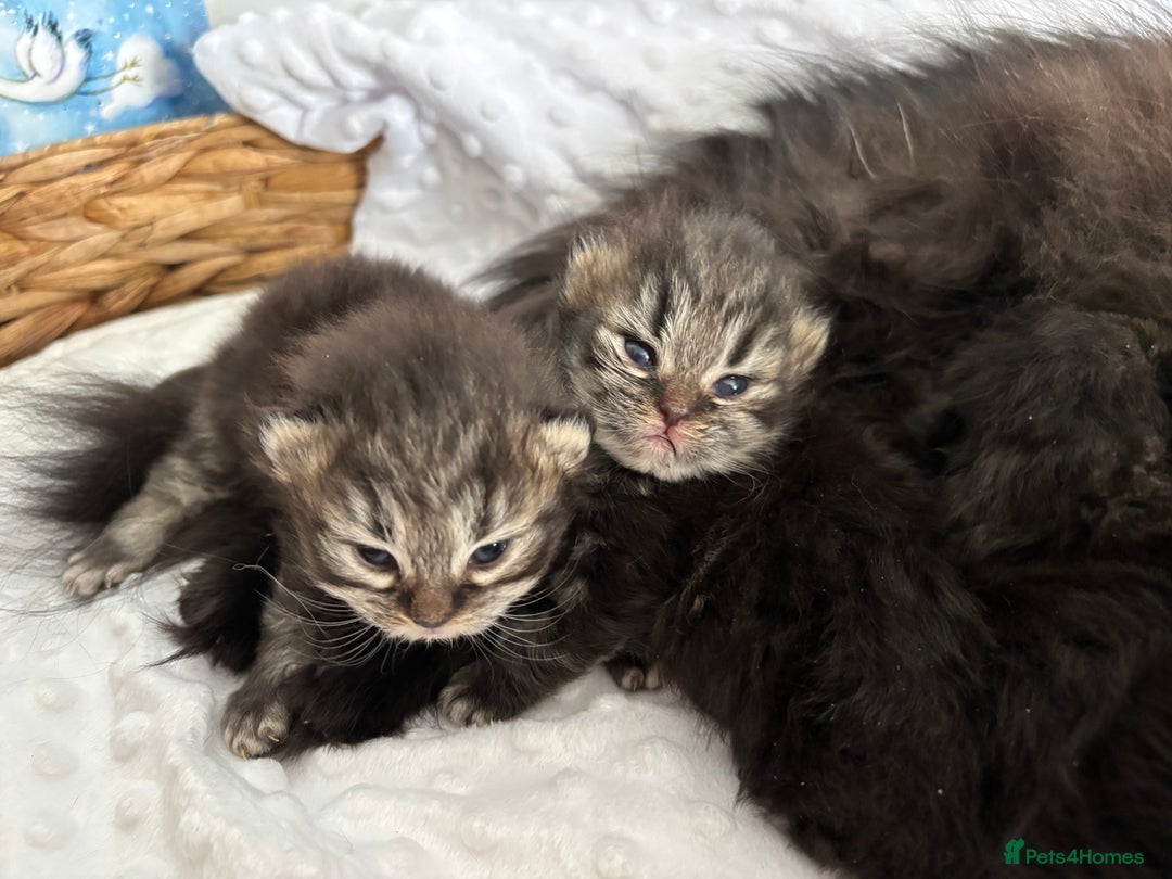Mixed Breed cats for sale: Beautiful Persian Chinchilla cross kittens  - Image 7