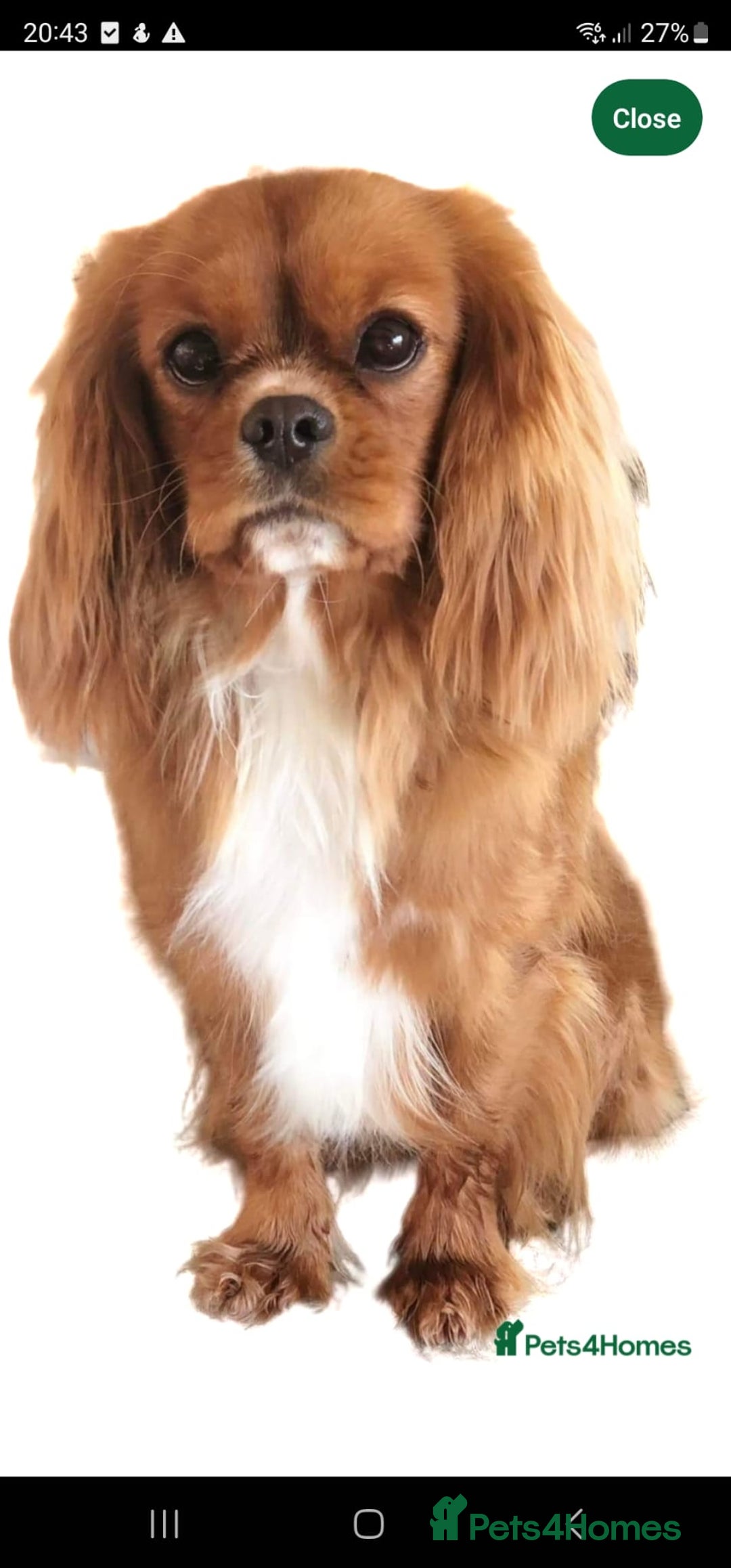 Cavalier King Charles Spaniel dogs for sale: Cavalier king Charles spaniel - Image 11