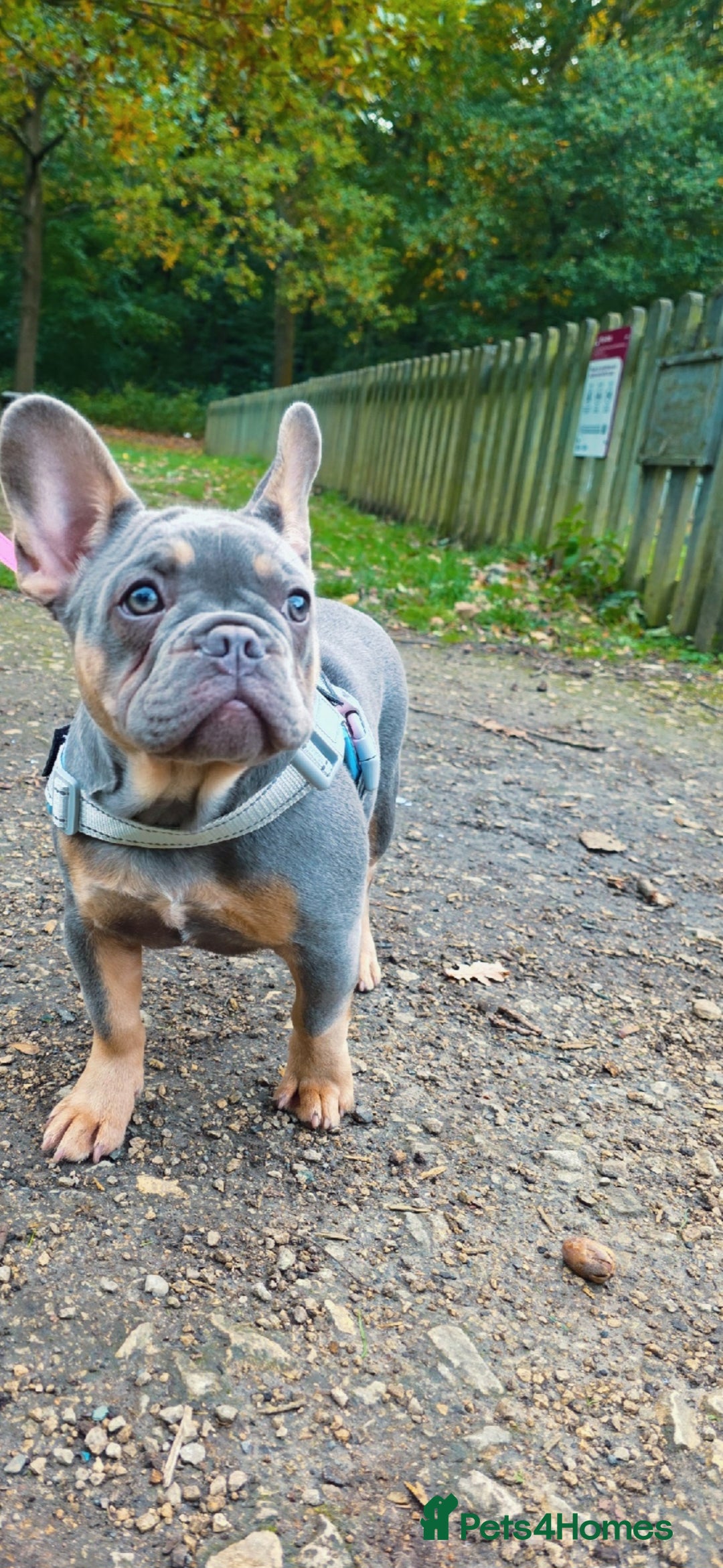 French Bulldog dogs for sale: 5 month old frenchie - Image 3