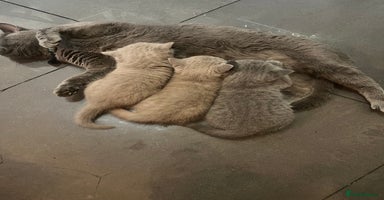 British Shorthair cats - Advert 9