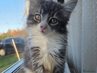 Siberian cats Siberian Mix Adorable Female - Advert 1