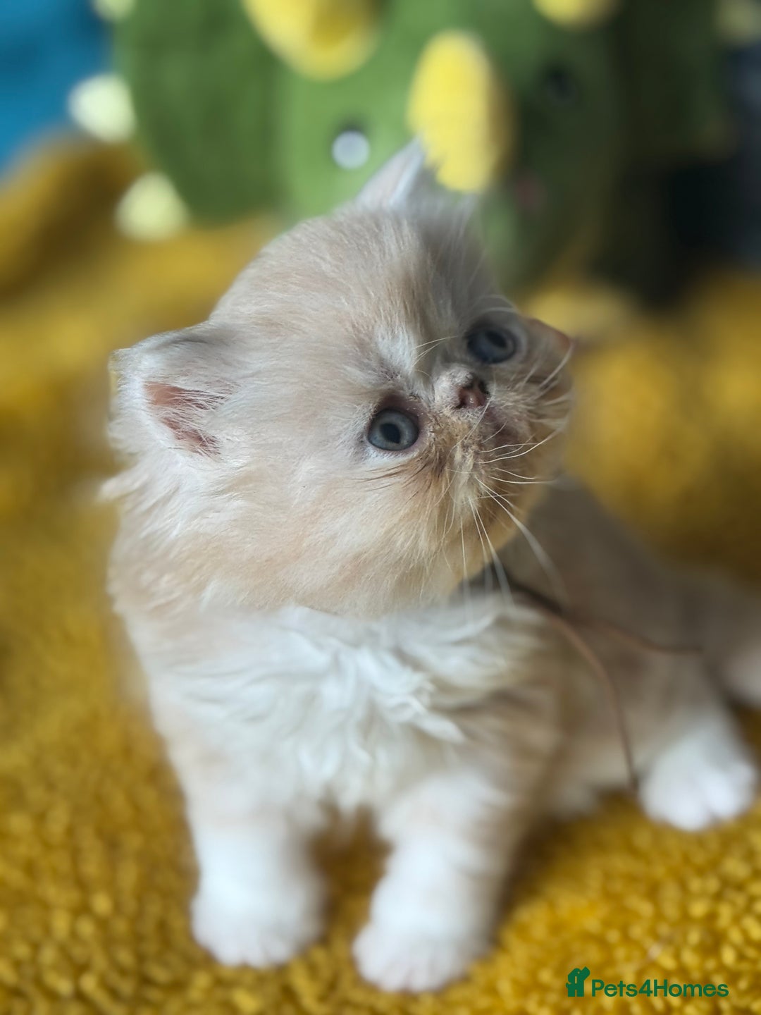 Exotic cats for sale: Superb GCCF Exotic kittens Health Tested parents - Image 14