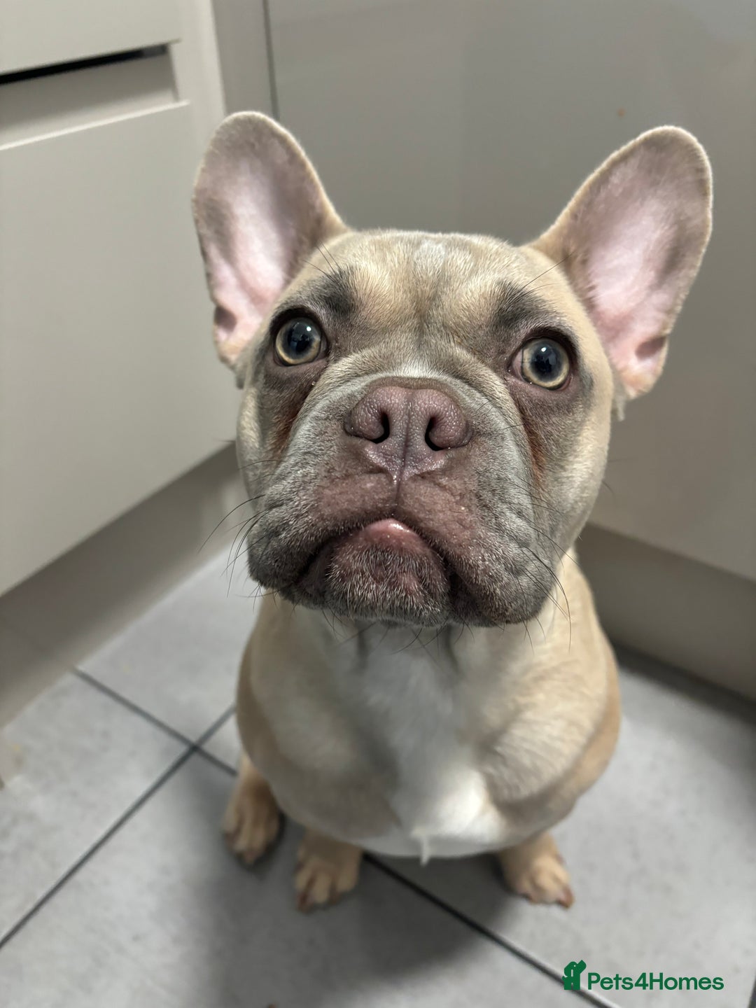 French Bulldog dogs for sale: AVAILABLE 6 month old male French bulldog   - Advert 3