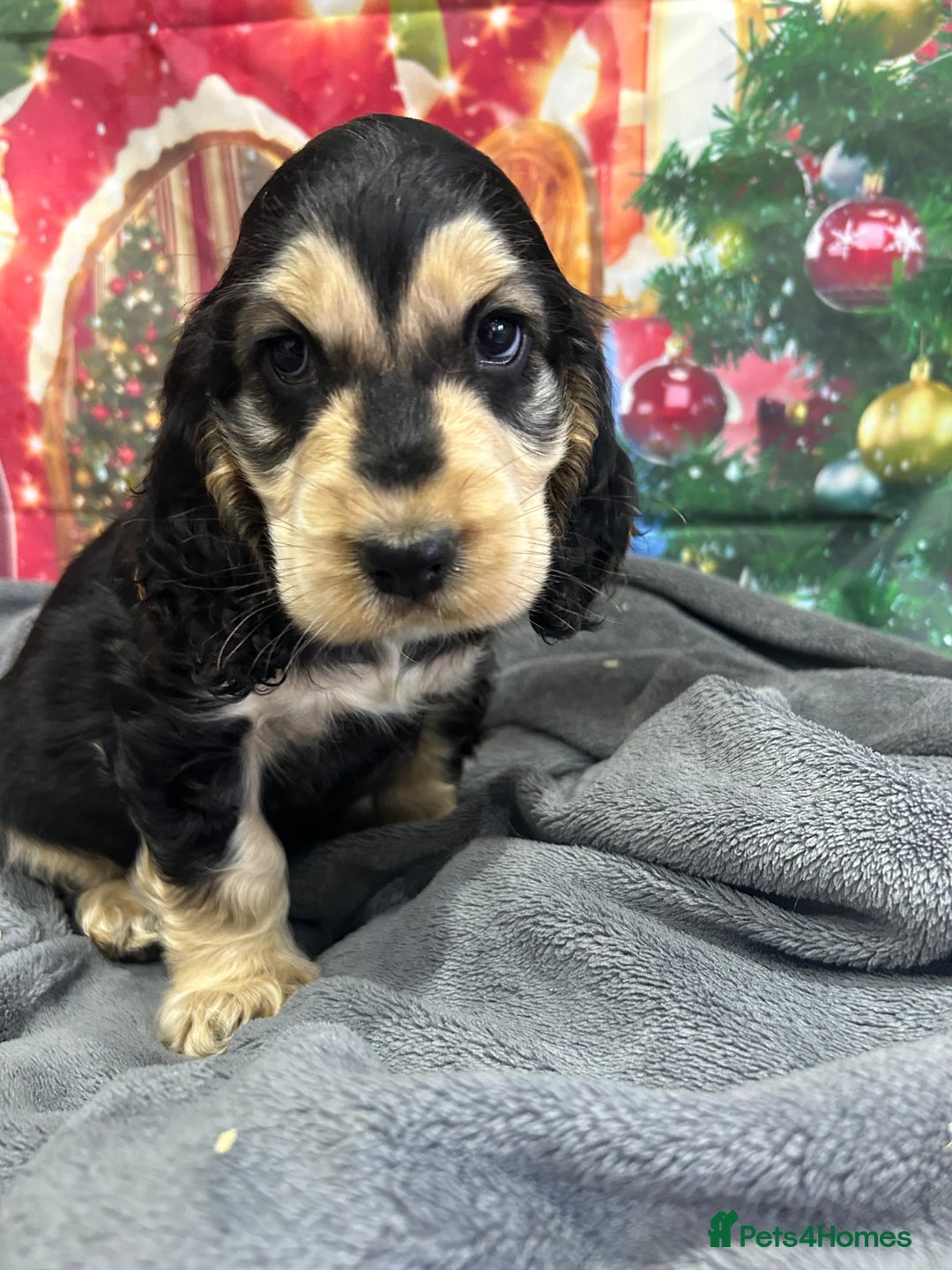 Cocker Spaniel dogs for sale: KC registered, health tested, Show cocker spaniels - Advert 35