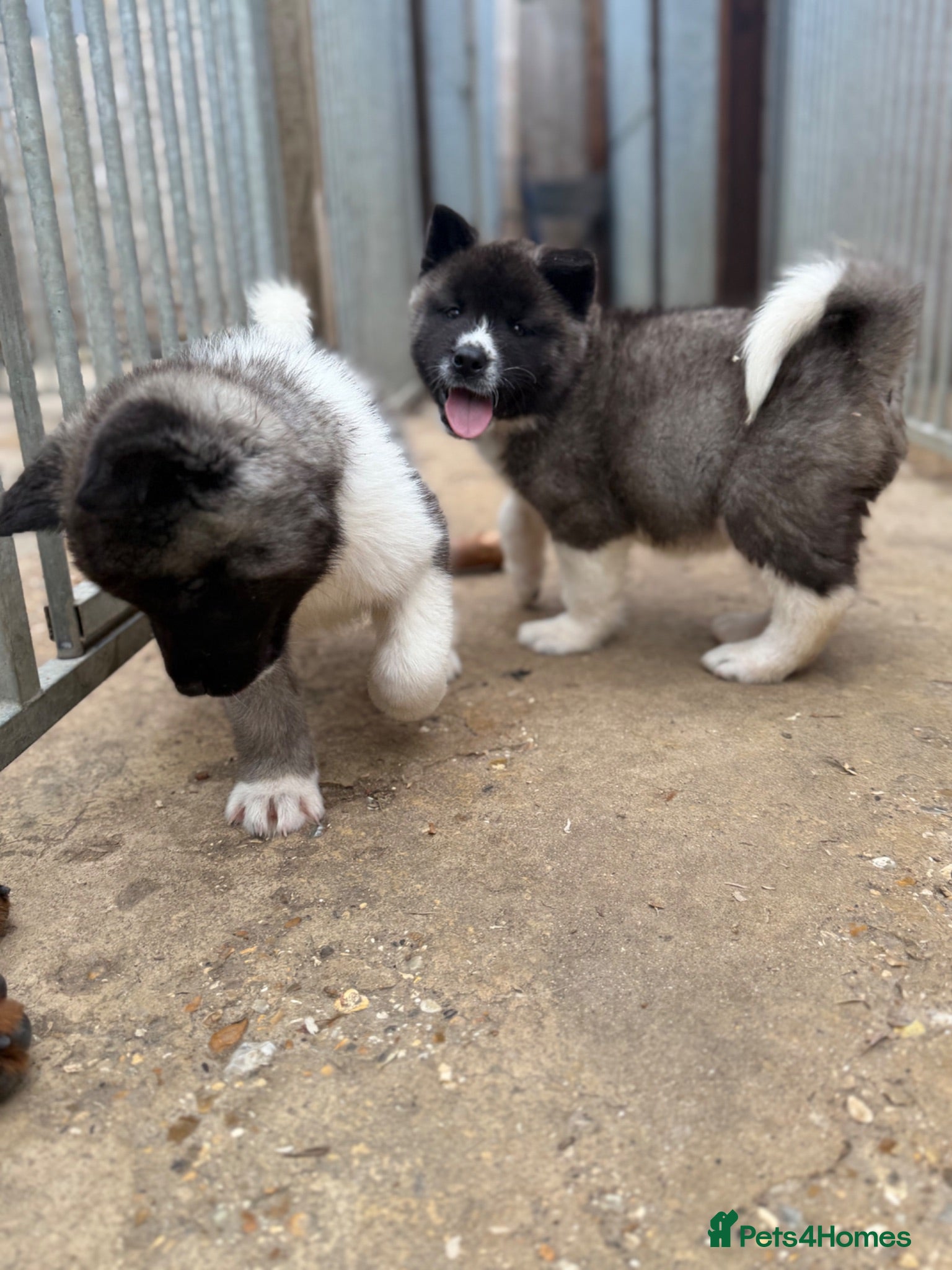 Akita dogs KC Reg American Akita puppies - Advert 2